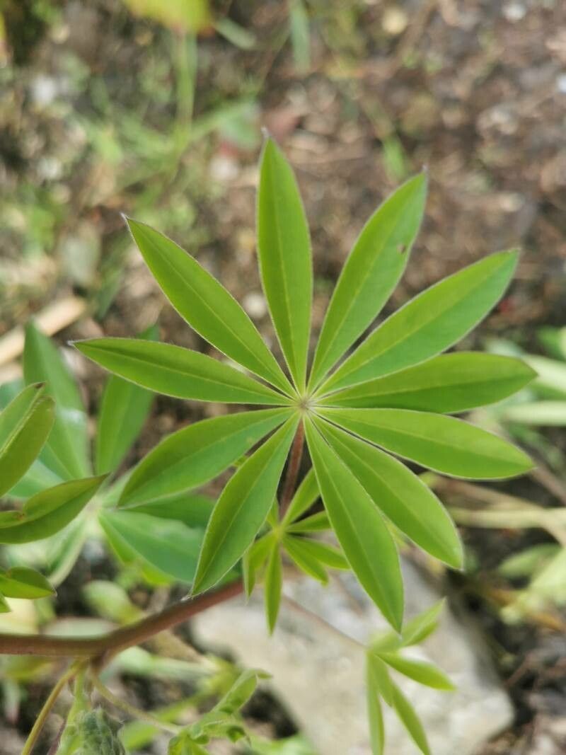 Lupinus arcticus leaf