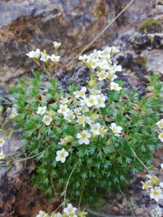 Saxifraga losae flower