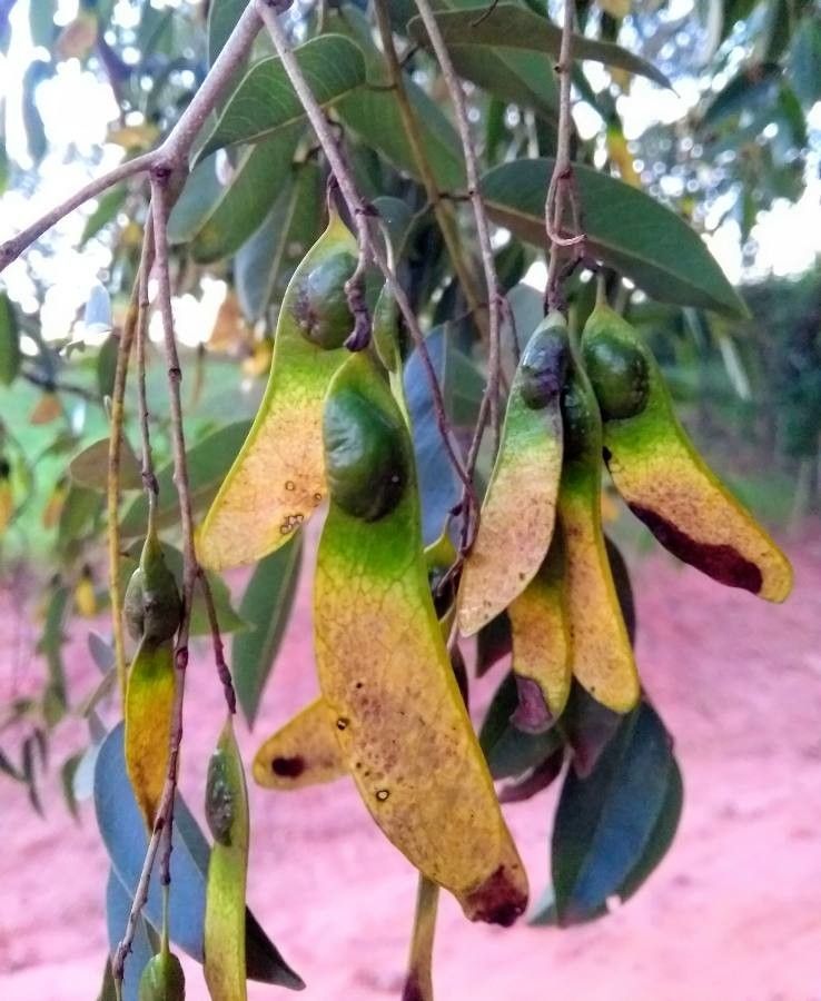 Machaerium acutifolium — related species from the same genus