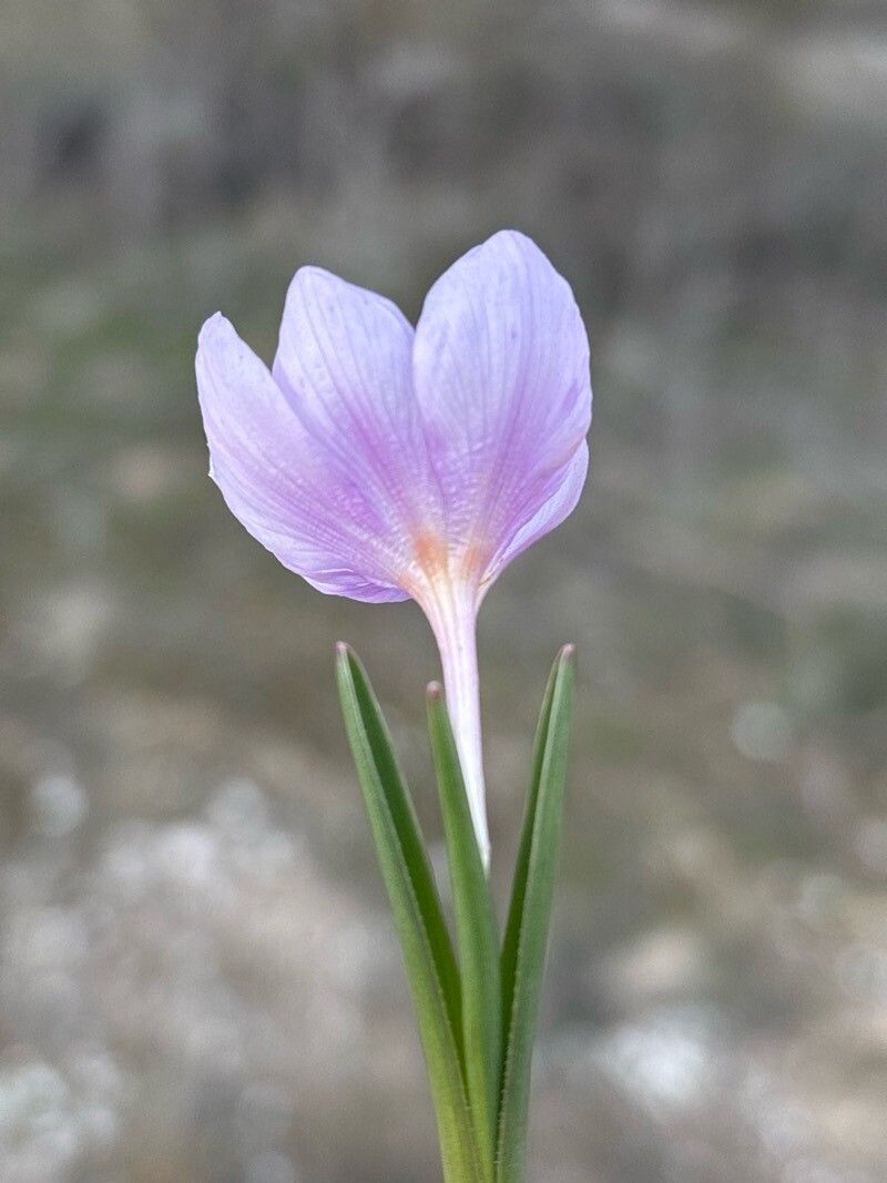 Colchicum triphyllum — houseplant care guide