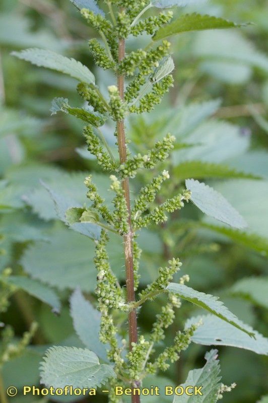 Urtica stachyoides other