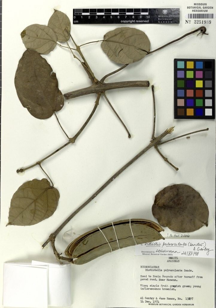 Amphilophium pulverulentum — houseplant care guide