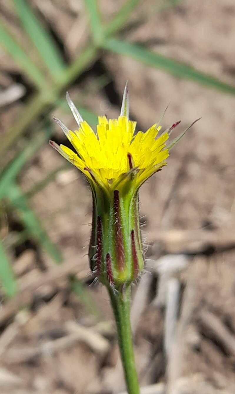 Hypochaeris pampasica — search result for 'Hypochaeris'