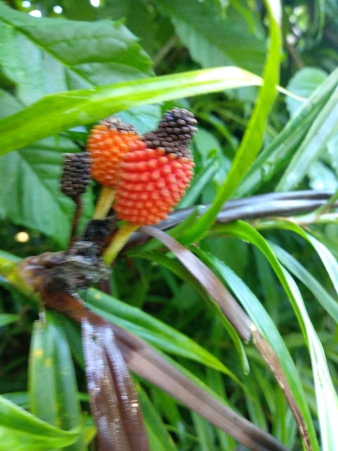 Freycinetia sulcata fruit