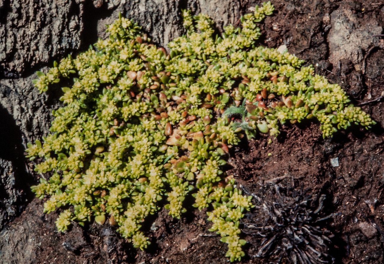 Herniaria ciliolata flower