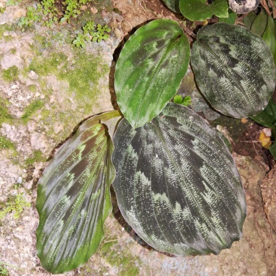 Kaempferia elegans leaf