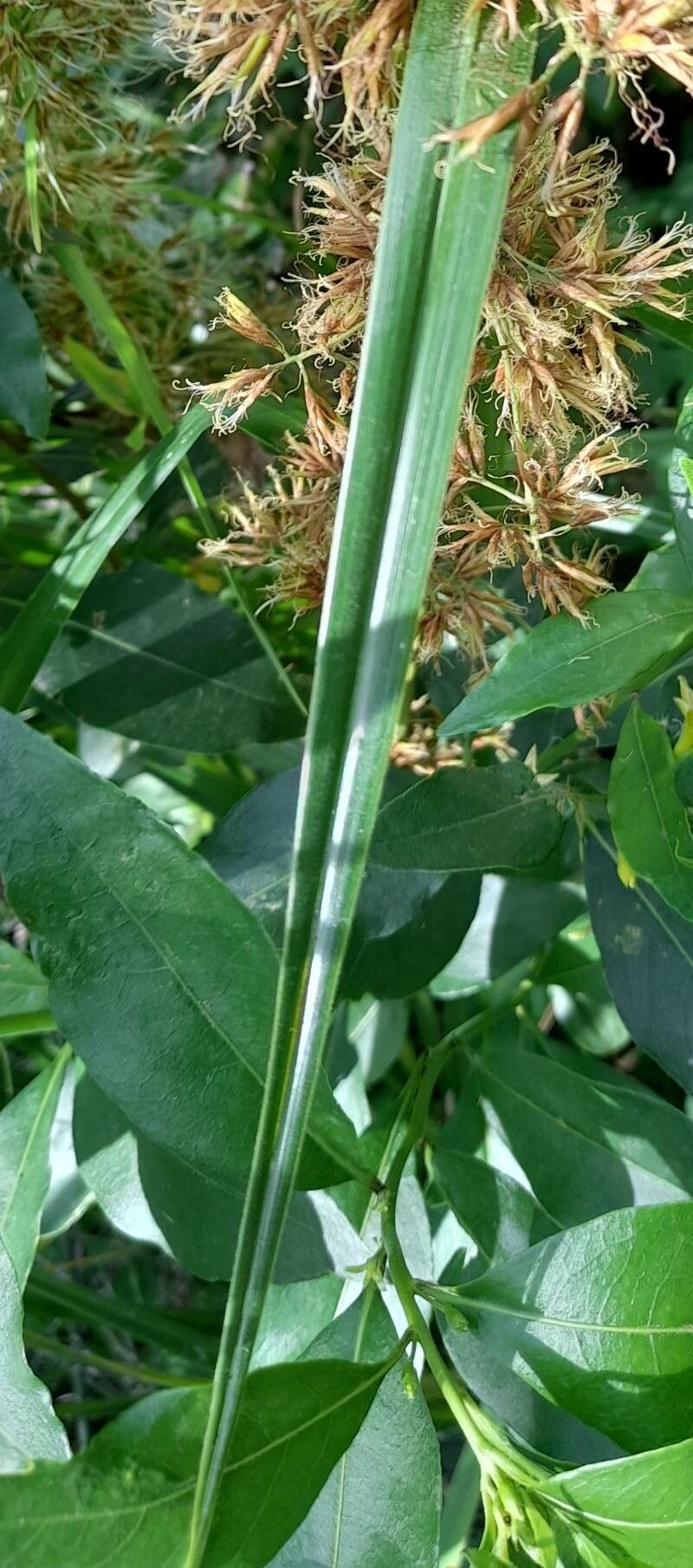 Rhynchospora organensis — houseplant care guide