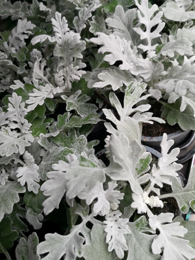 Senecio maritimus habit