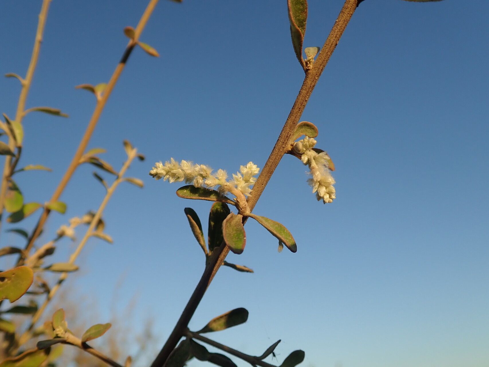 Ouret coriacea flower