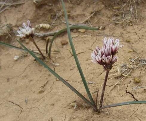 Nothoscordum andicola habit