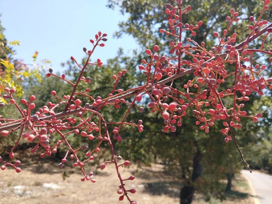 Pistacia palaestina fruit