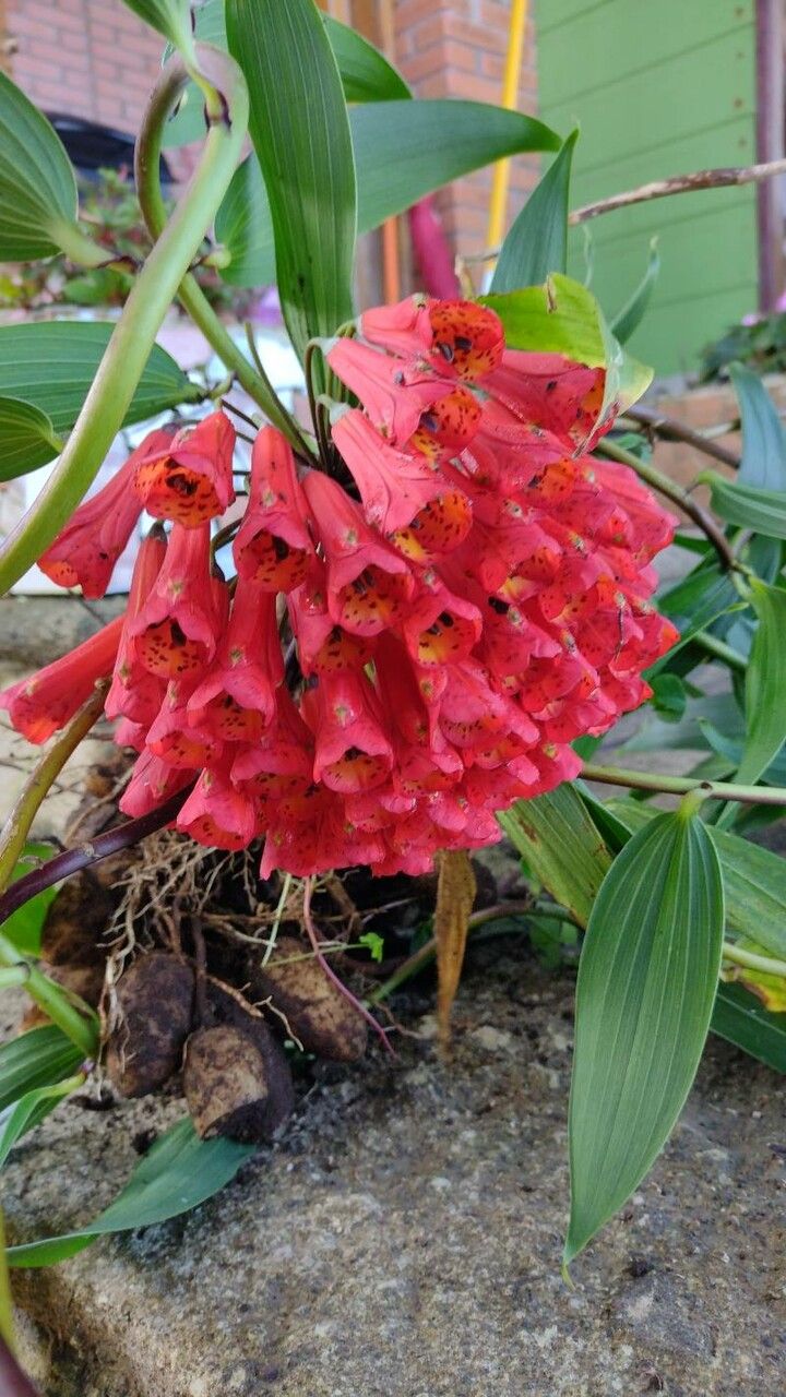 Bomarea costaricensis — related species from the same genus