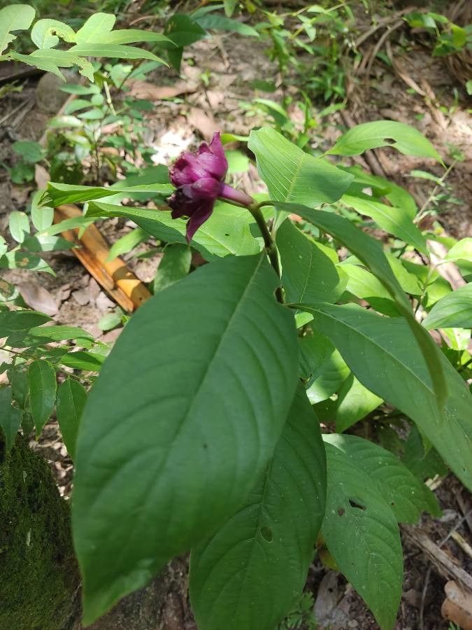 Psychotria colorata — search result for 'Psychotria'