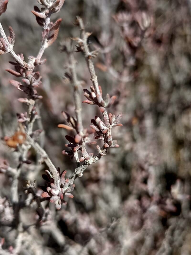 Frankenia corymbosa flower