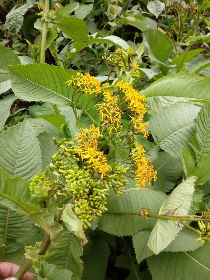 Senecio multivenius — houseplant care guide