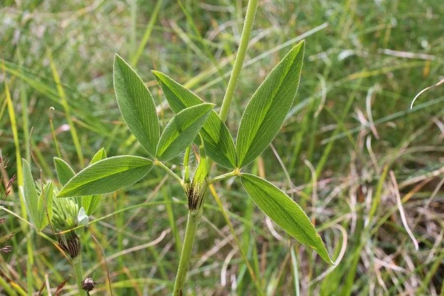 Trifolium pannonicum leaf