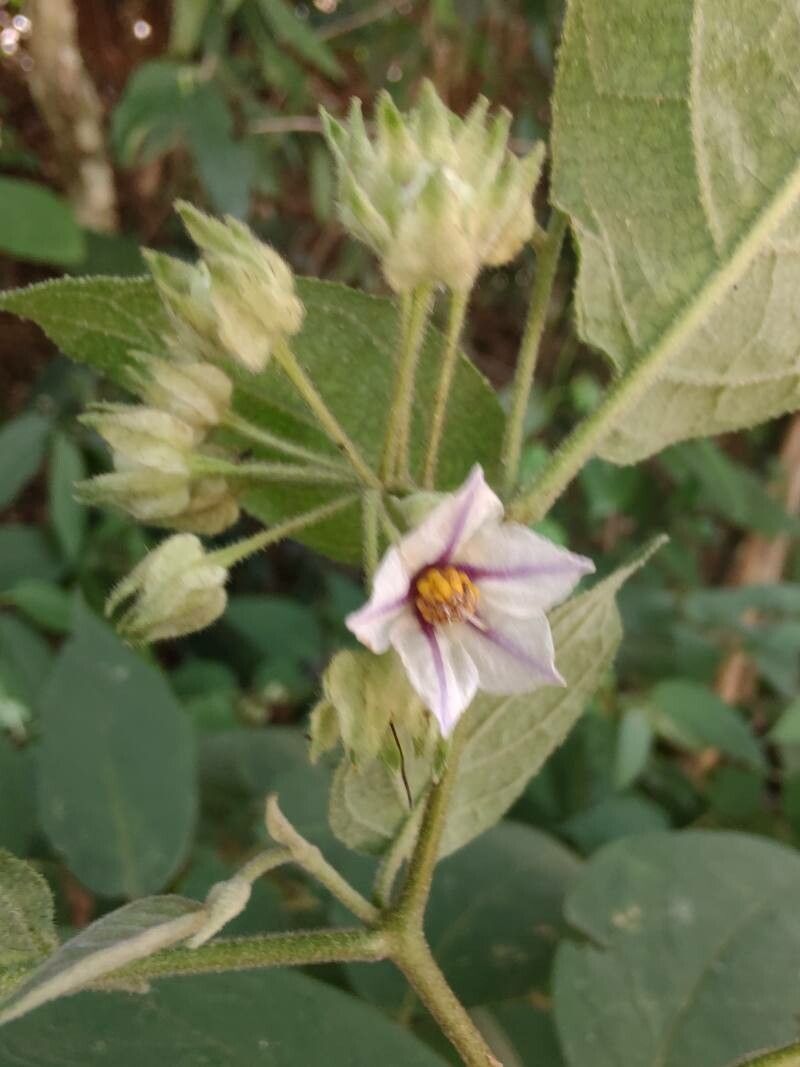Solanum didymum flower