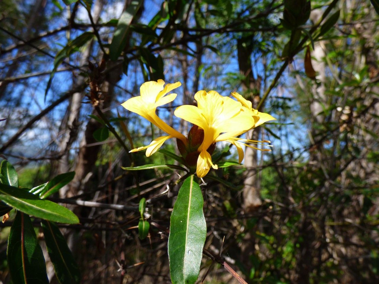 Barleria lupulina flower