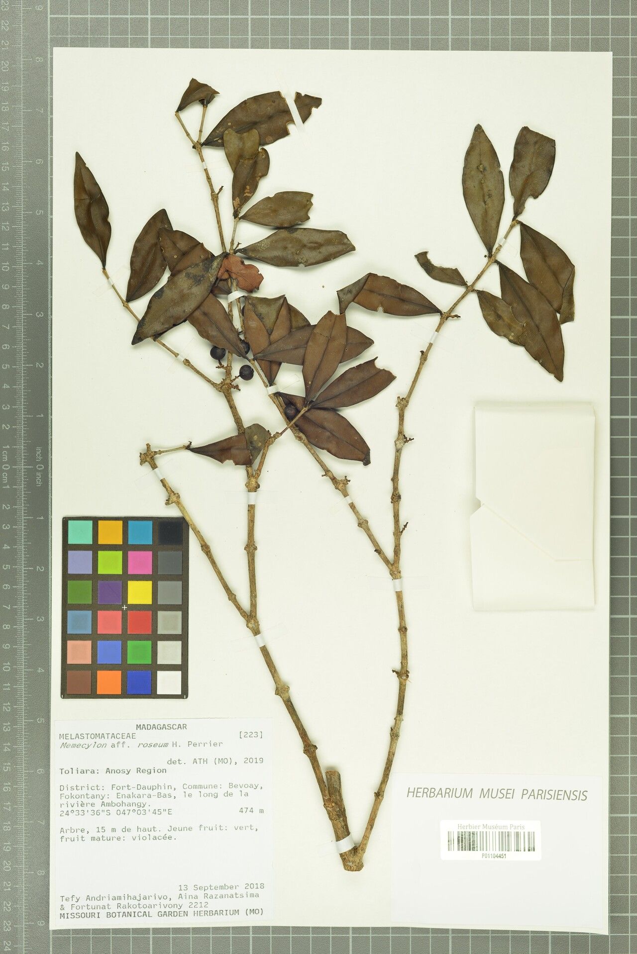 Memecylon roseum — houseplant care guide