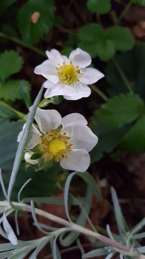 Fragaria × ananassa flower