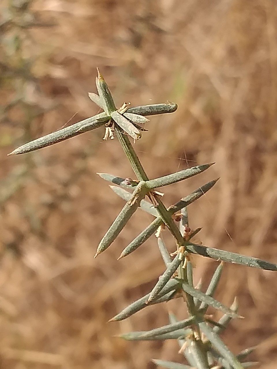 Asparagus stipularis flower