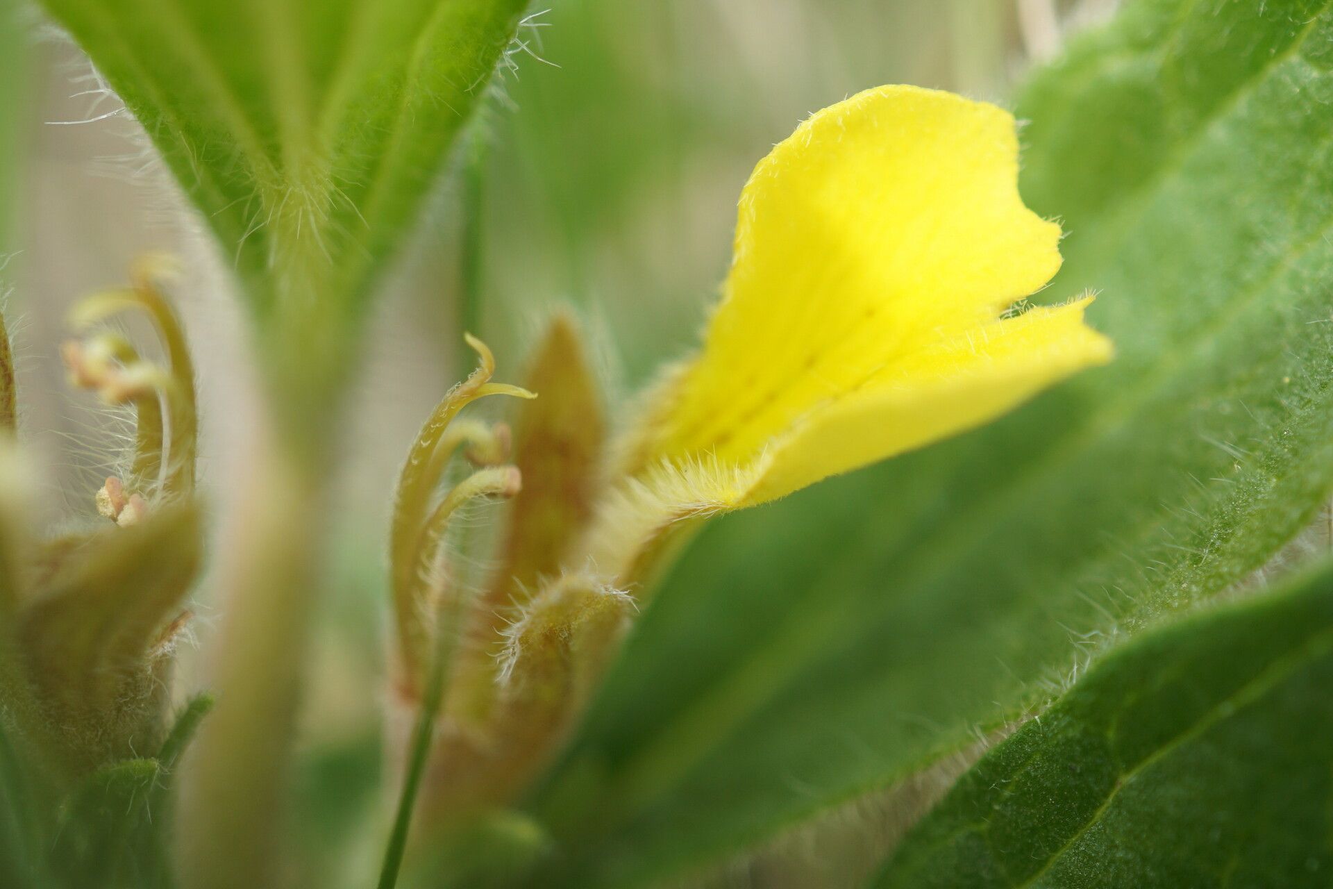 Ajuga salicifolia flower