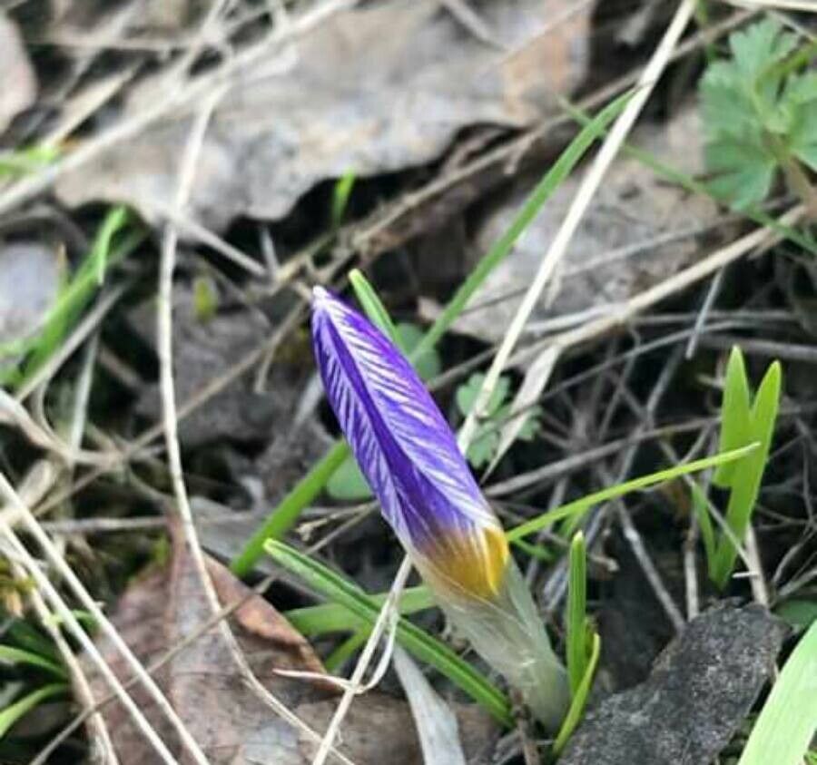Crocus biflorus flower