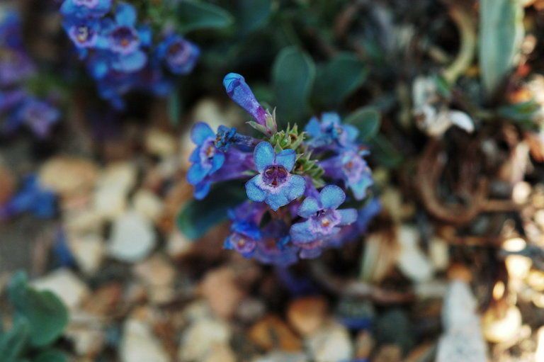 Penstemon arenicola — houseplant care guide