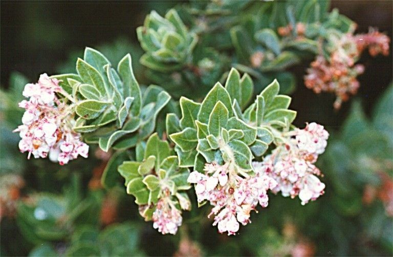 Arctostaphylos regismontana flower
