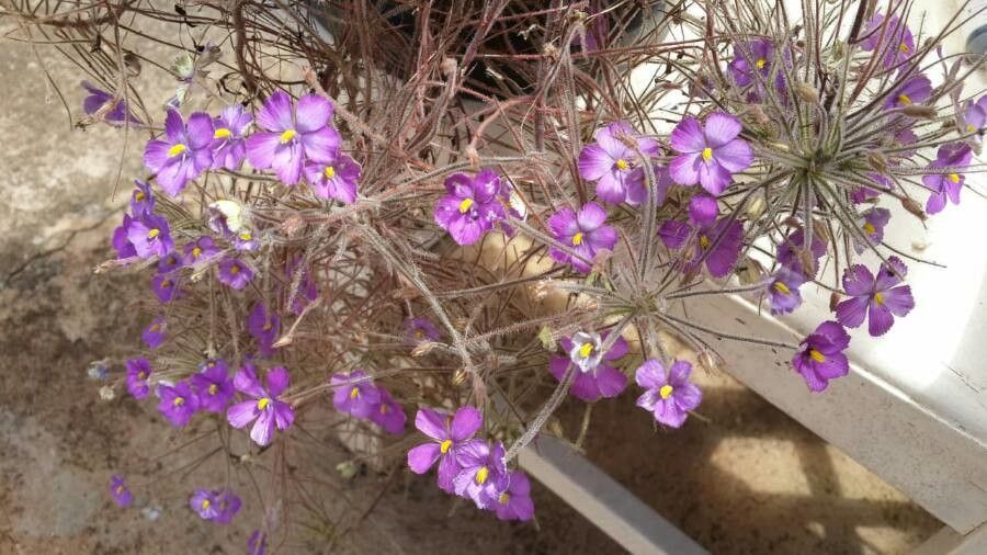 Byblis guehoi flower