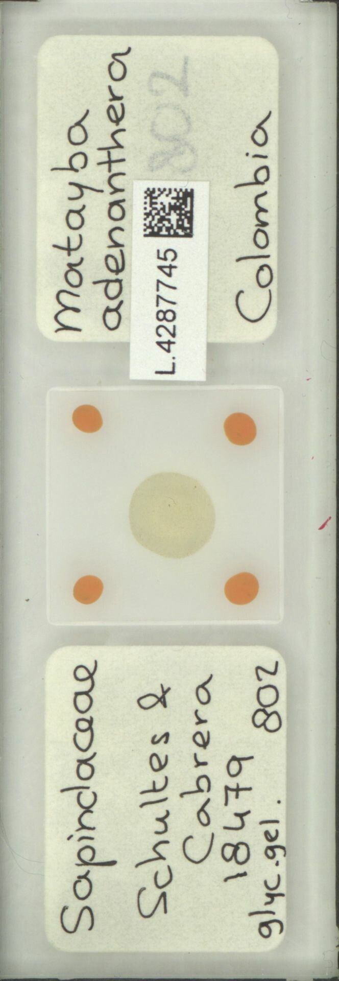 Matayba adenanthera fruit