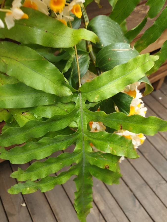 Dendrobium thyrsiflorum leaf