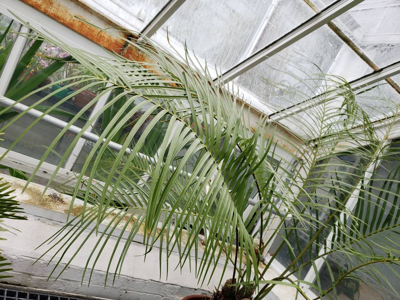 Microcycas calocoma — houseplant care guide