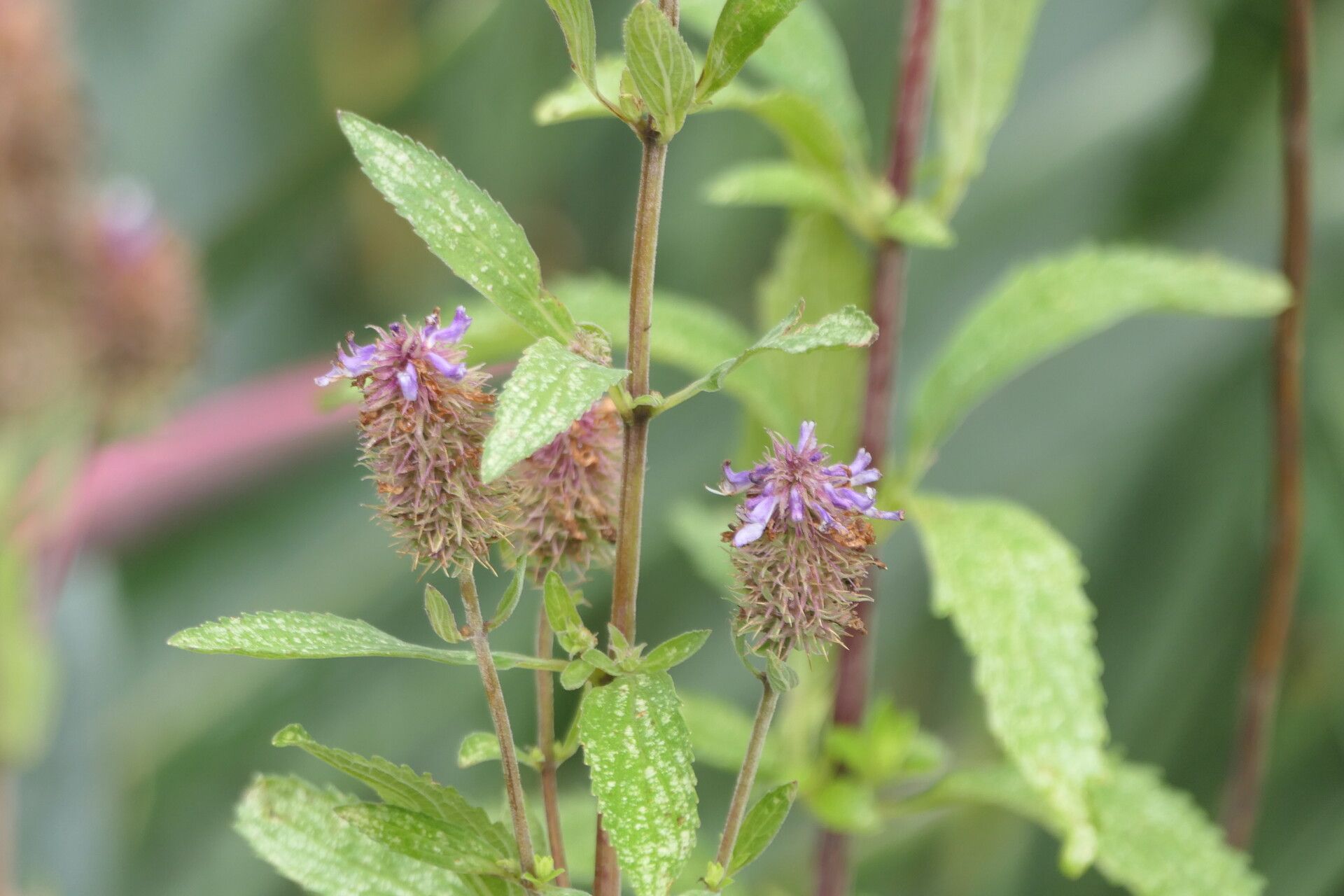 Coleus kirkii flower