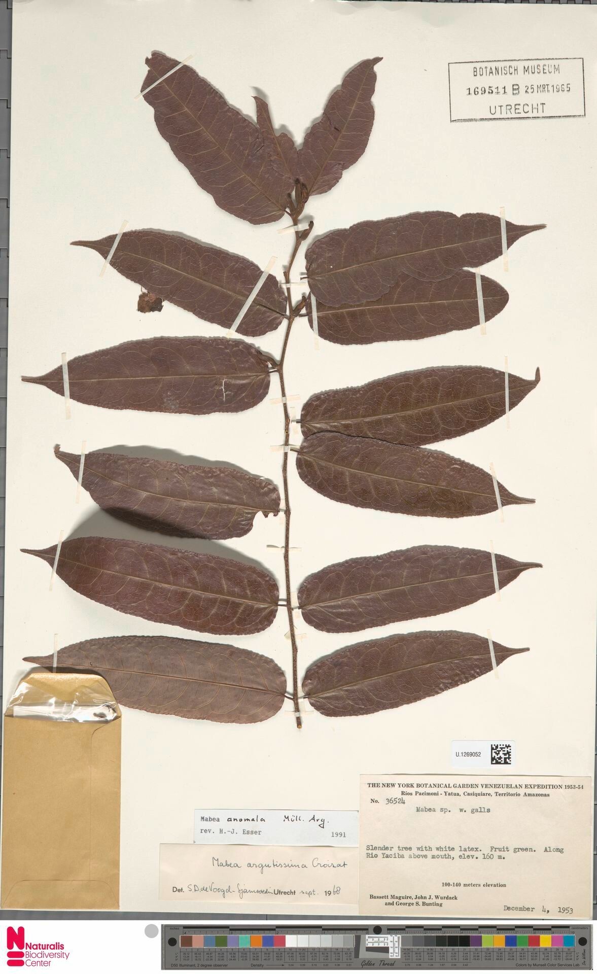 Mabea anomala leaf
