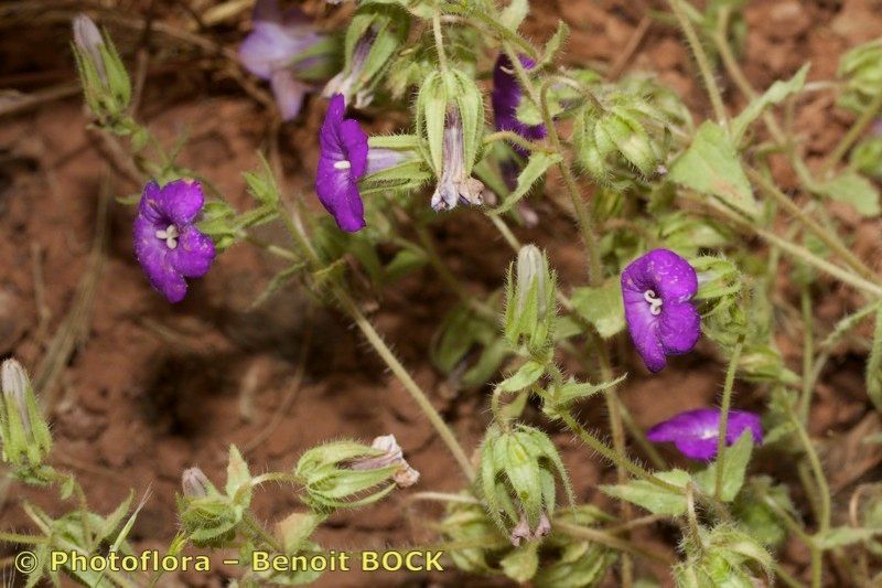 Campanula afra habit