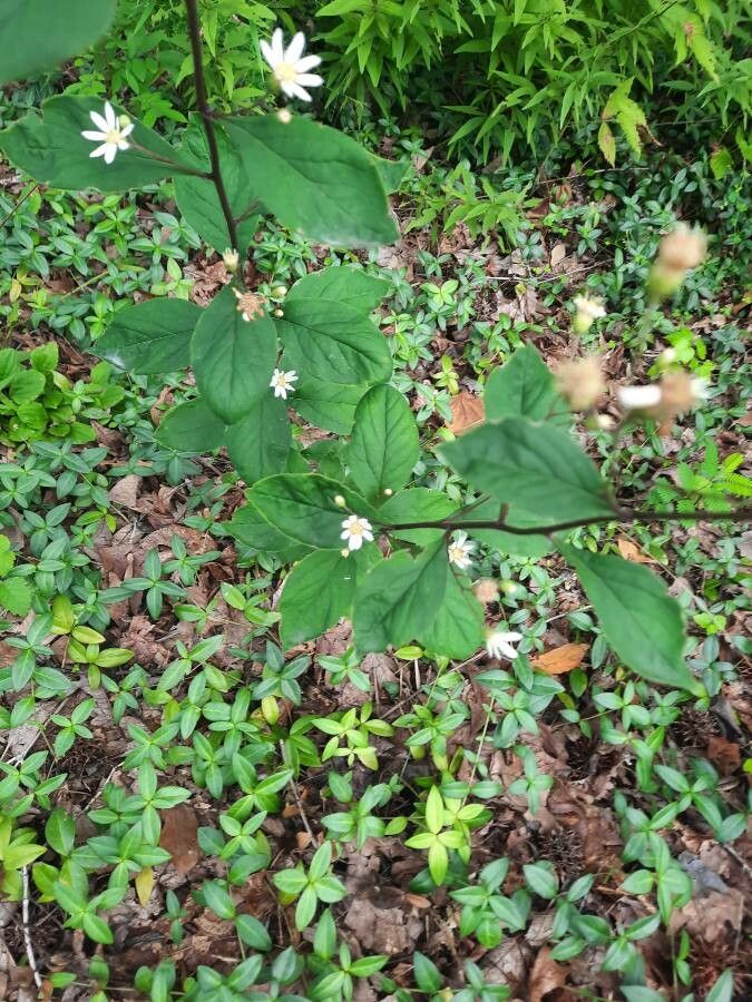 Doellingeria infirma — related species from the same genus