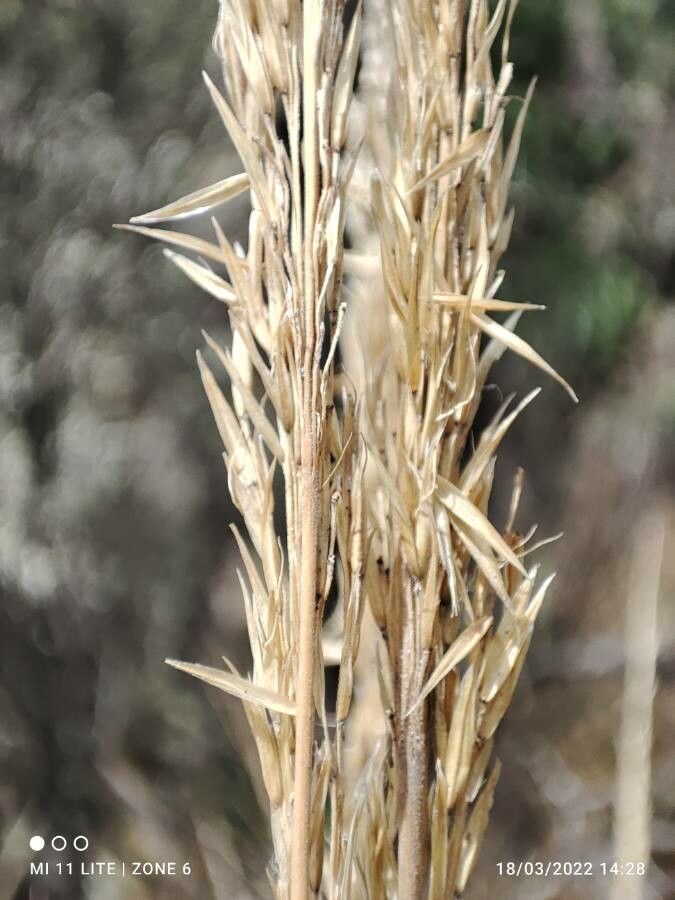 Calamagrostis recta fruit