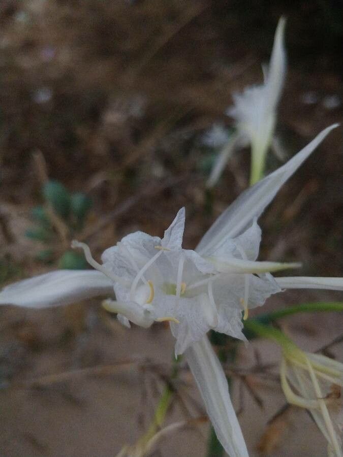 Pancratium maritimum L. flower
