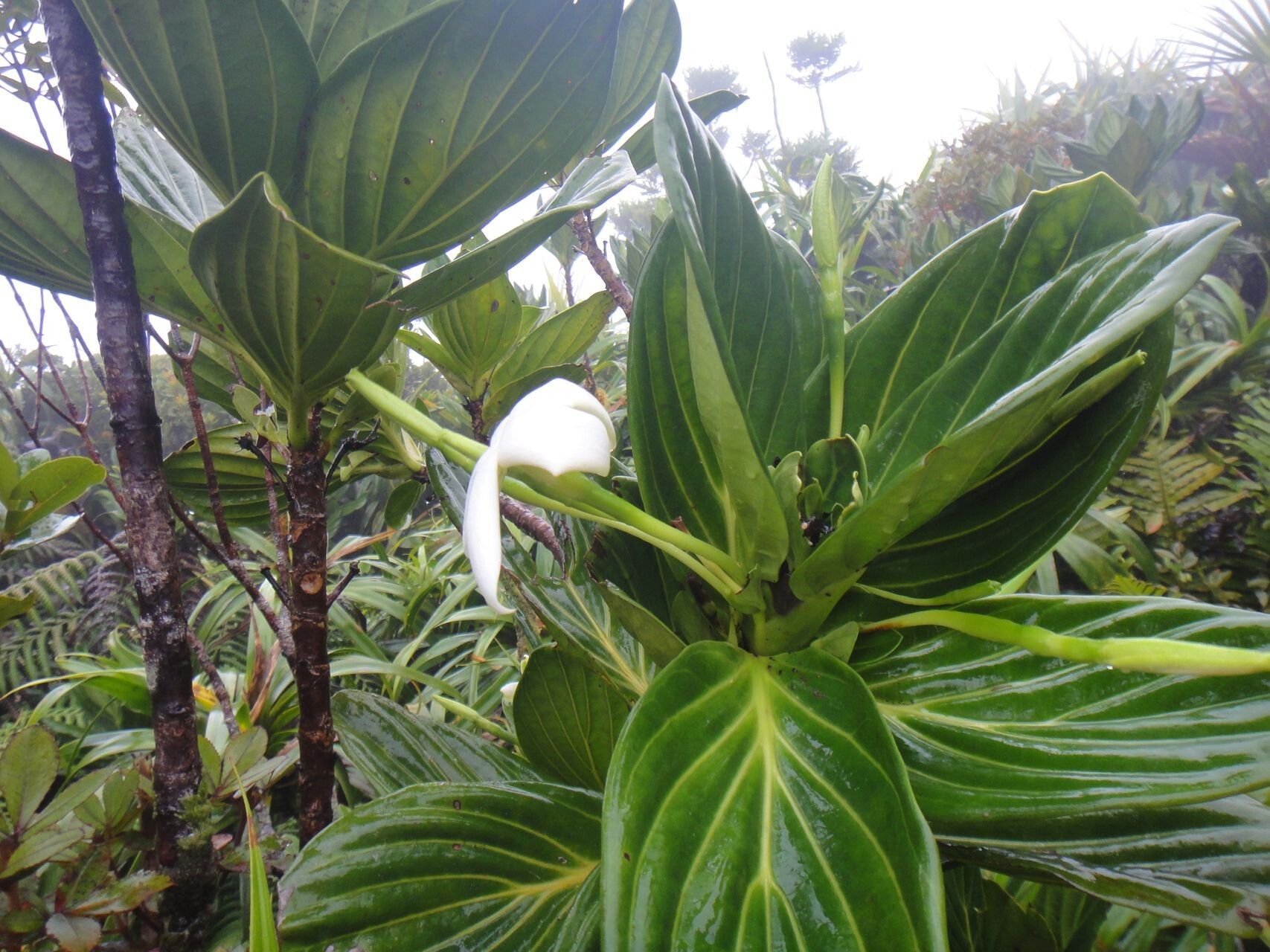 Atractocarpus colnettianus habit