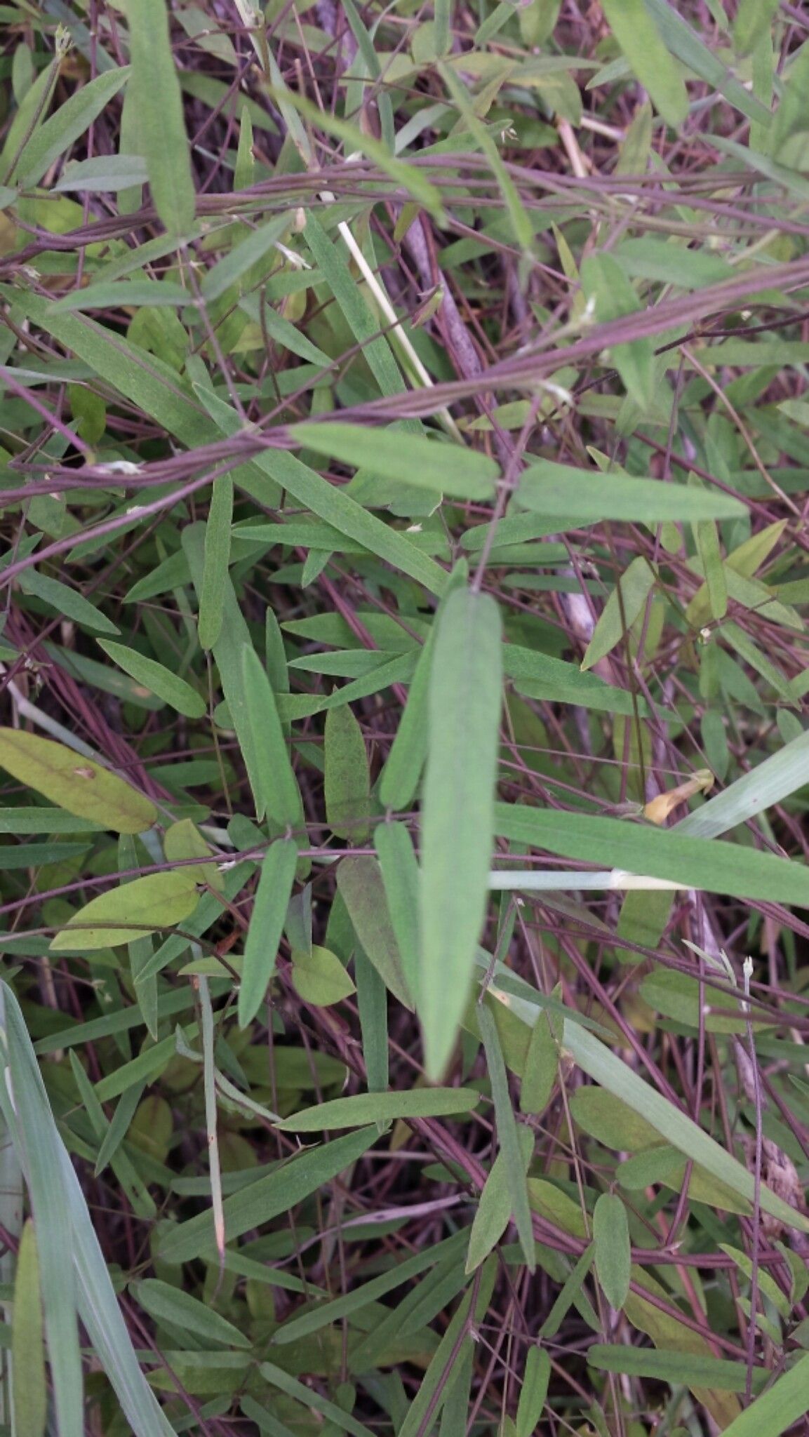 Clitoria heterophylla leaf