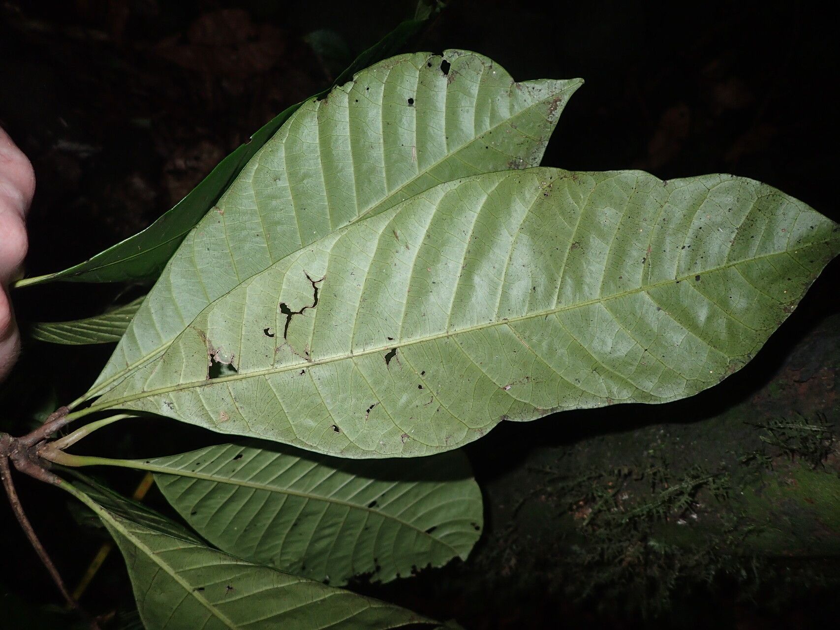 Synsepalum revolutum — houseplant care guide
