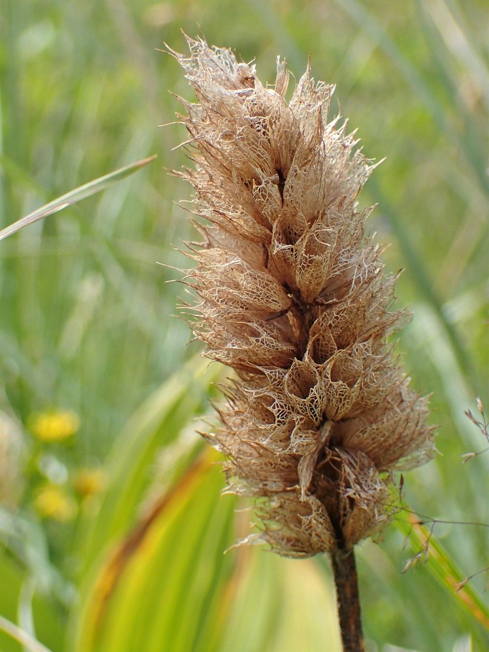 Betonica hirsuta fruit
