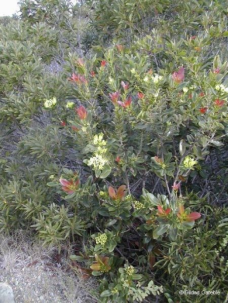 Xanthostemon laurinus habit
