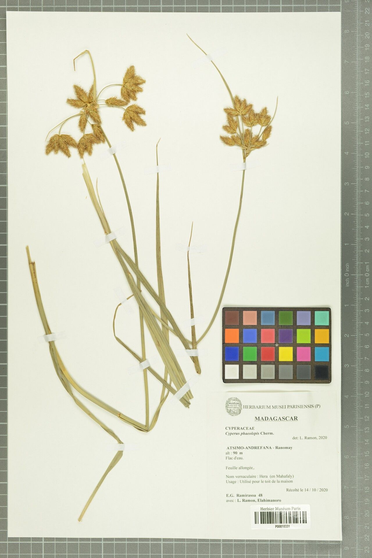 Cyperus phaeolepis — houseplant care guide