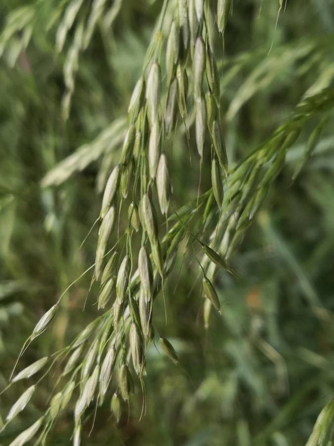Bromopsis ramosa flower