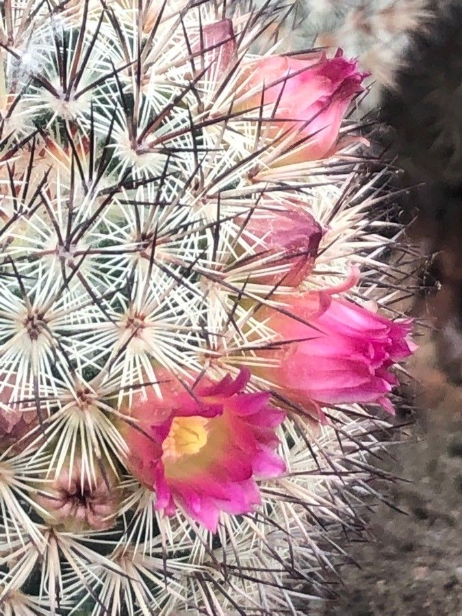 Mammillaria microhelia flower