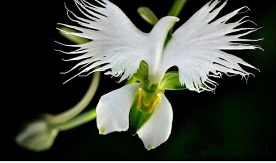 Platanthera leucophaea flower