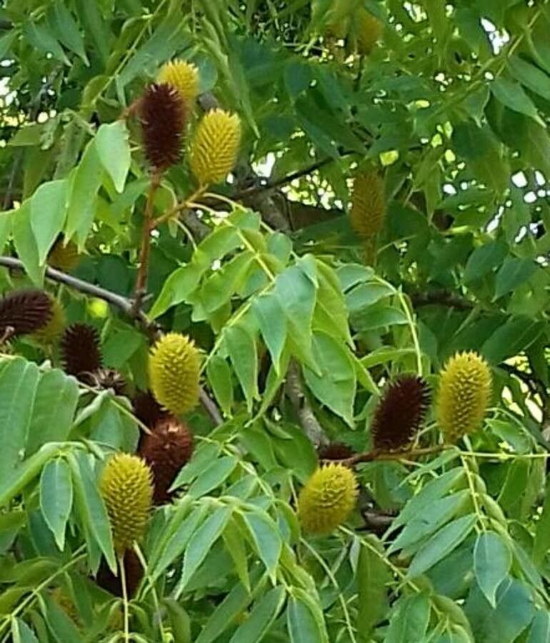 Platycarya strobilacea fruit