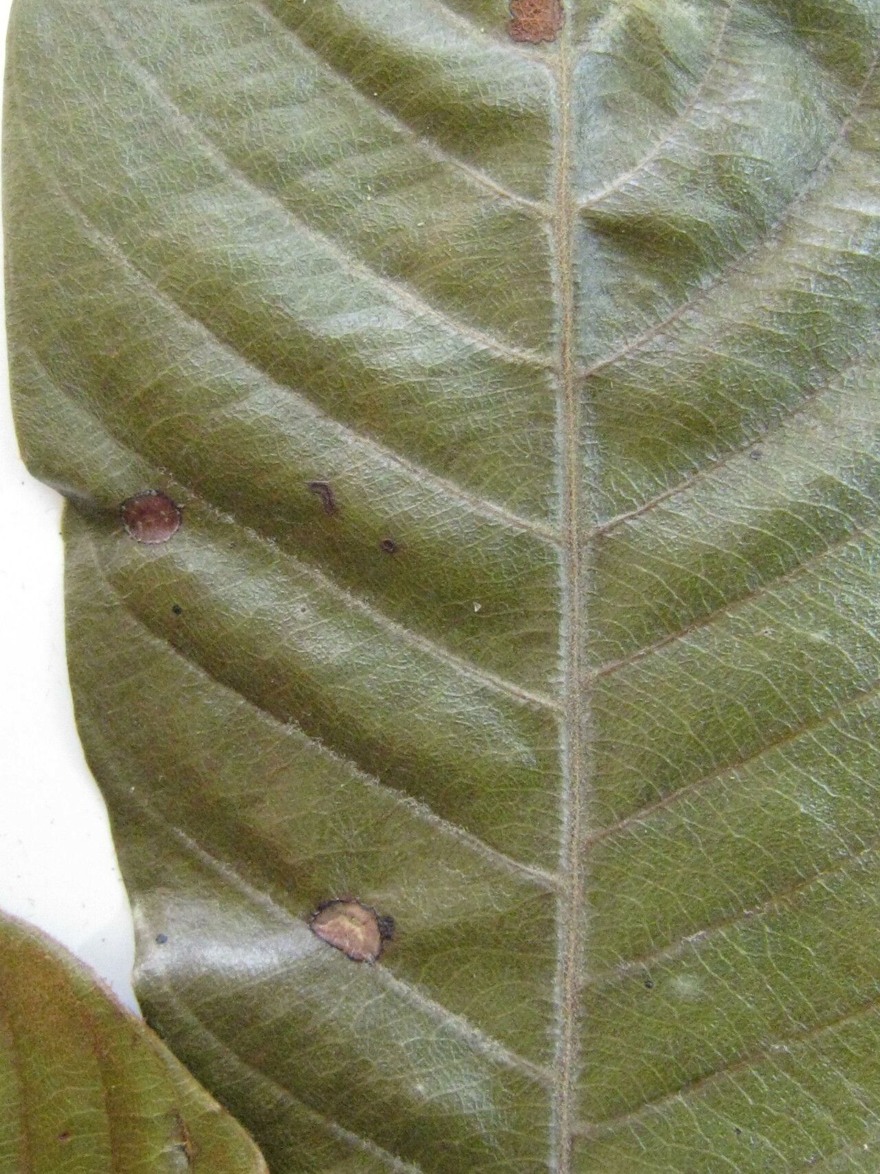 Chrysophyllum manaosense — houseplant care guide